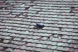 a black bird sitting on top of a roof