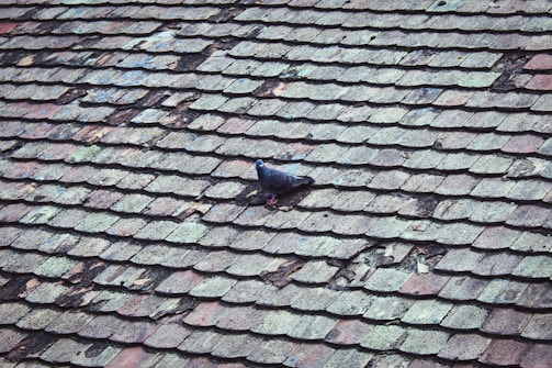 a black bird sitting on top of a roof