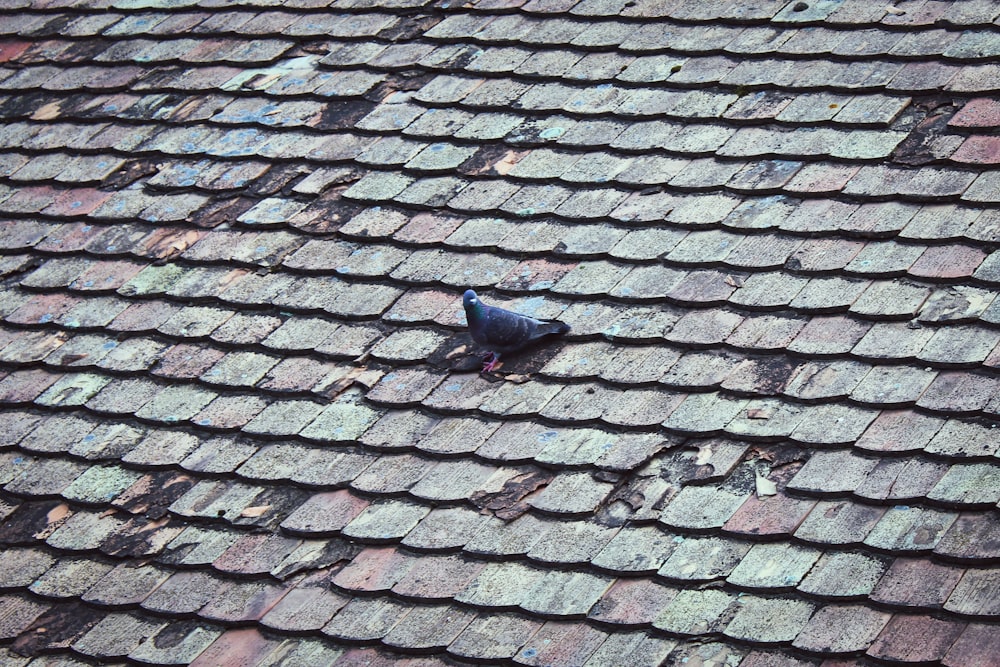 a black bird sitting on top of a roof