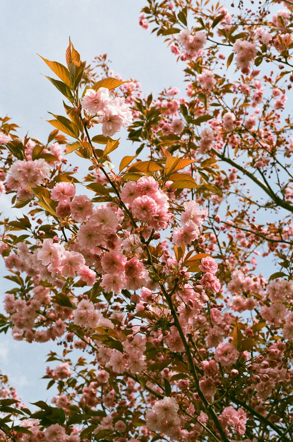 a tree filled with lots of pink flowers