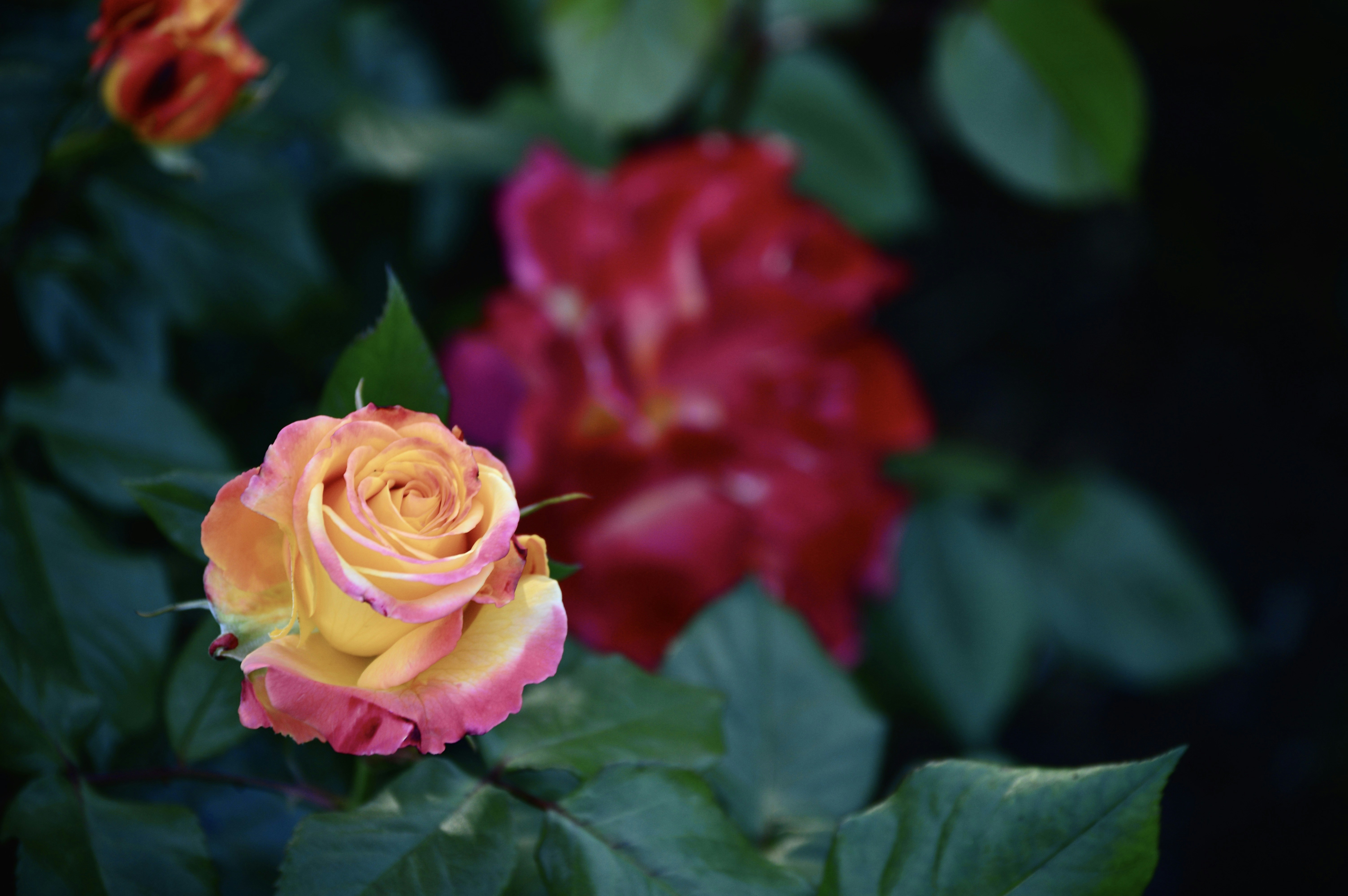 Photo by jain_abhishek