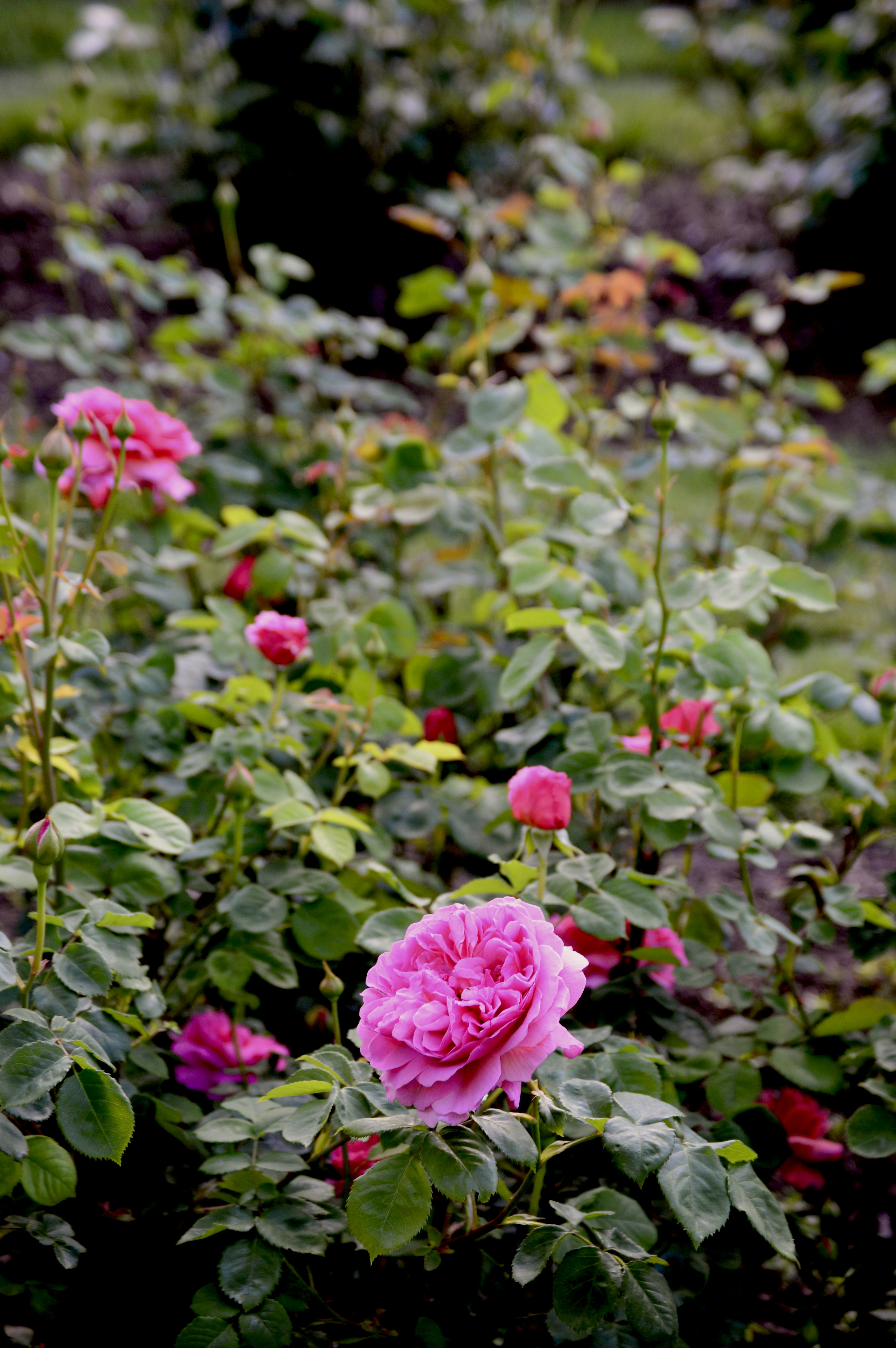 Photo by jain_abhishek