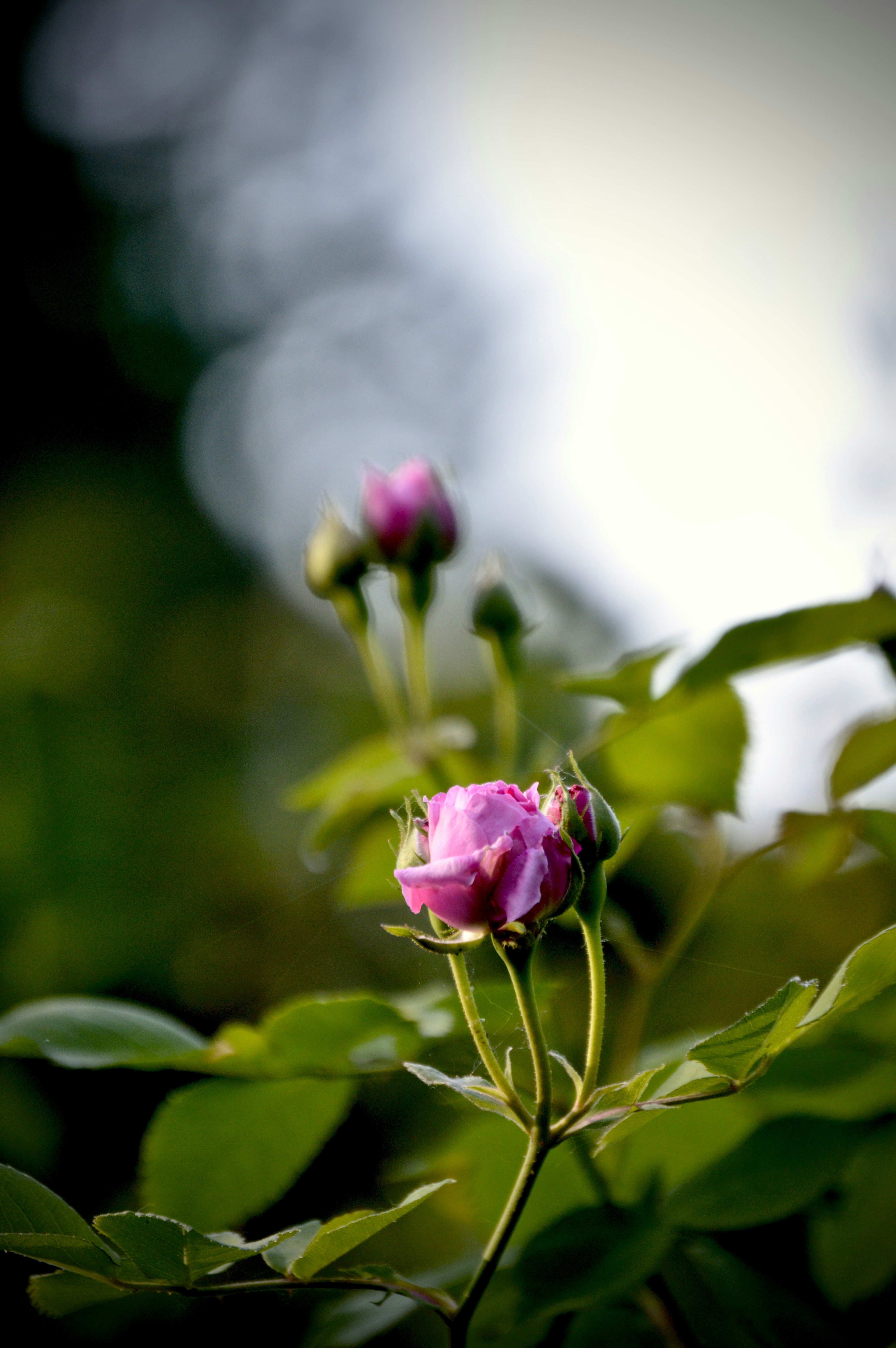 Photo by jain_abhishek