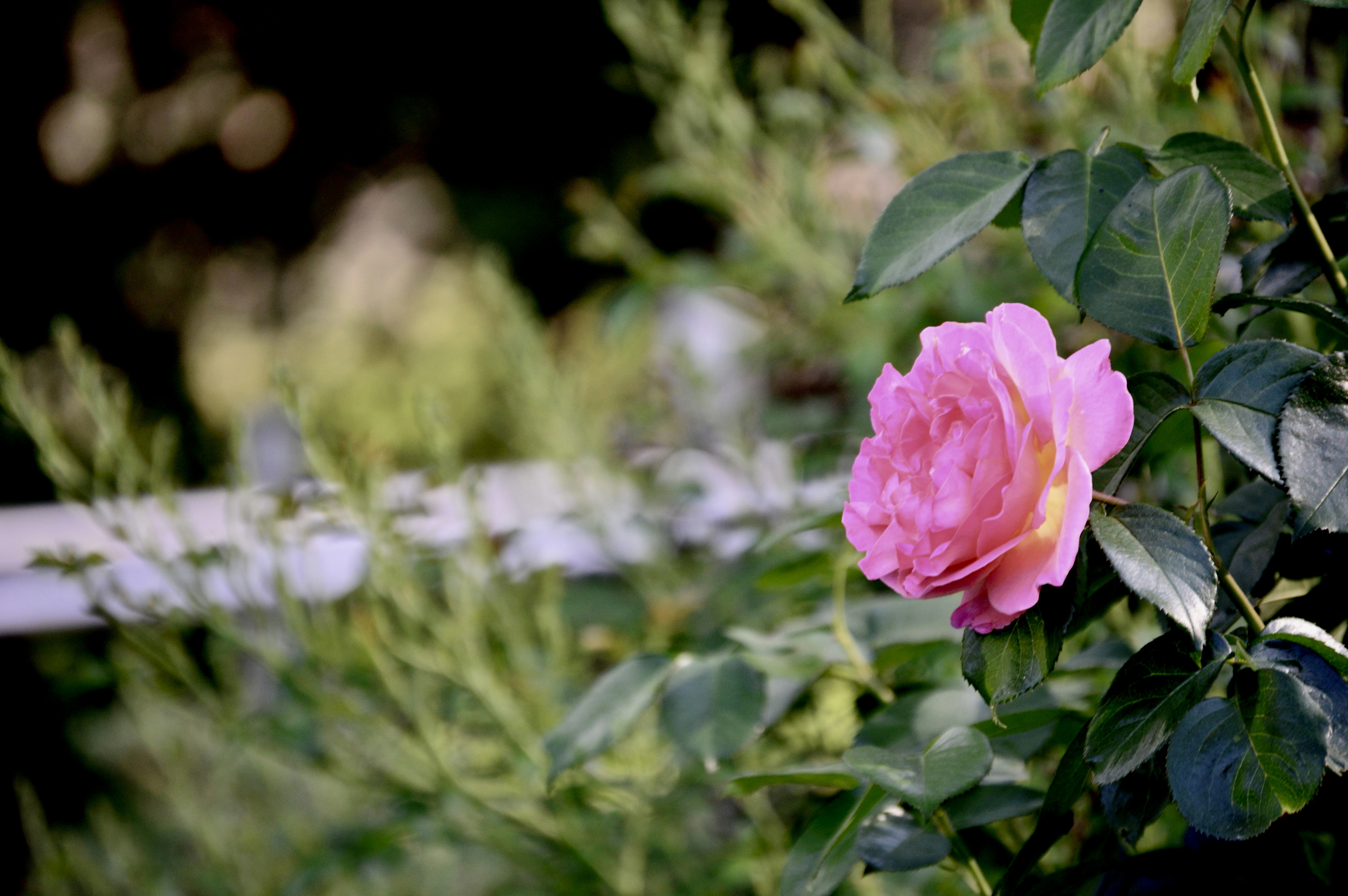 Photo by jain_abhishek