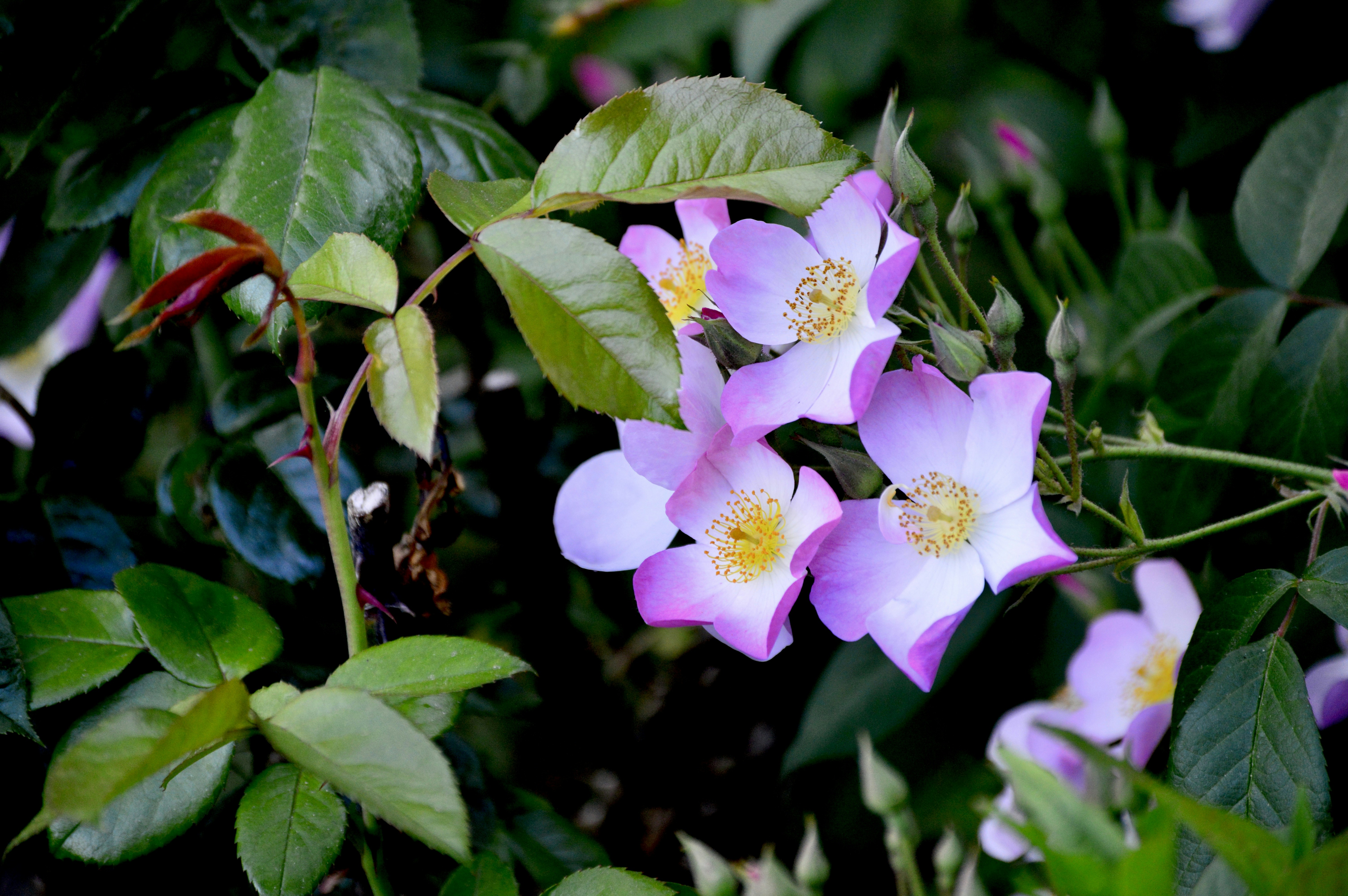 Photo by jain_abhishek