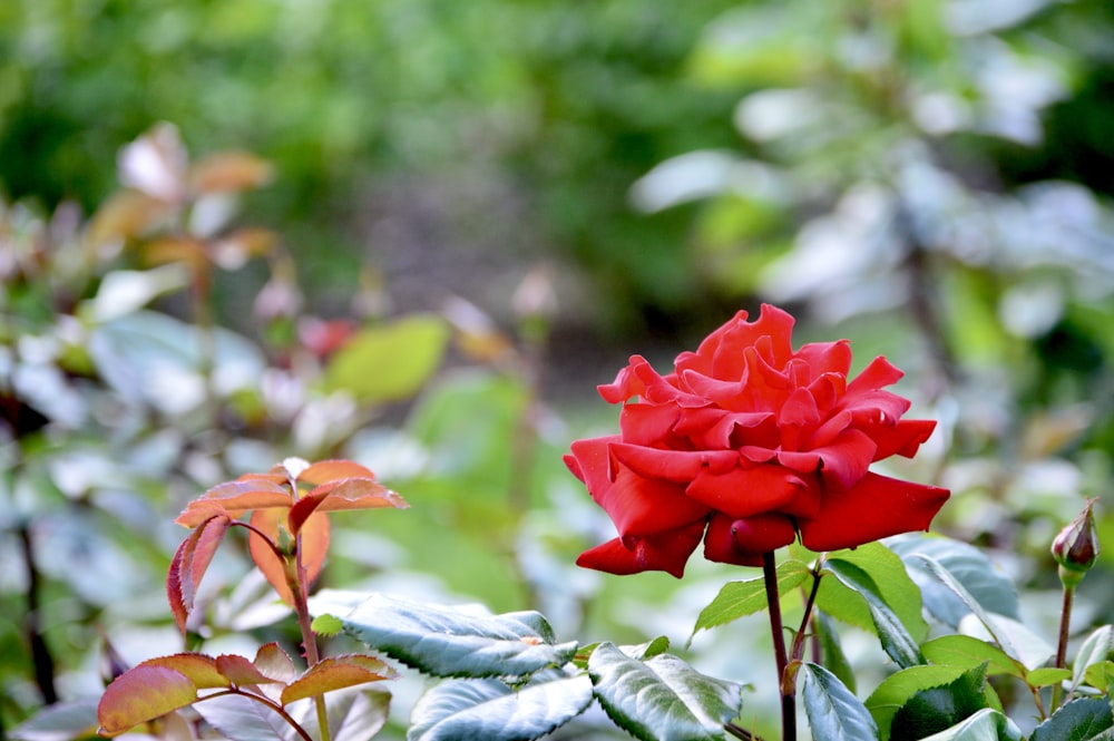 a red rose in the middle of a garden