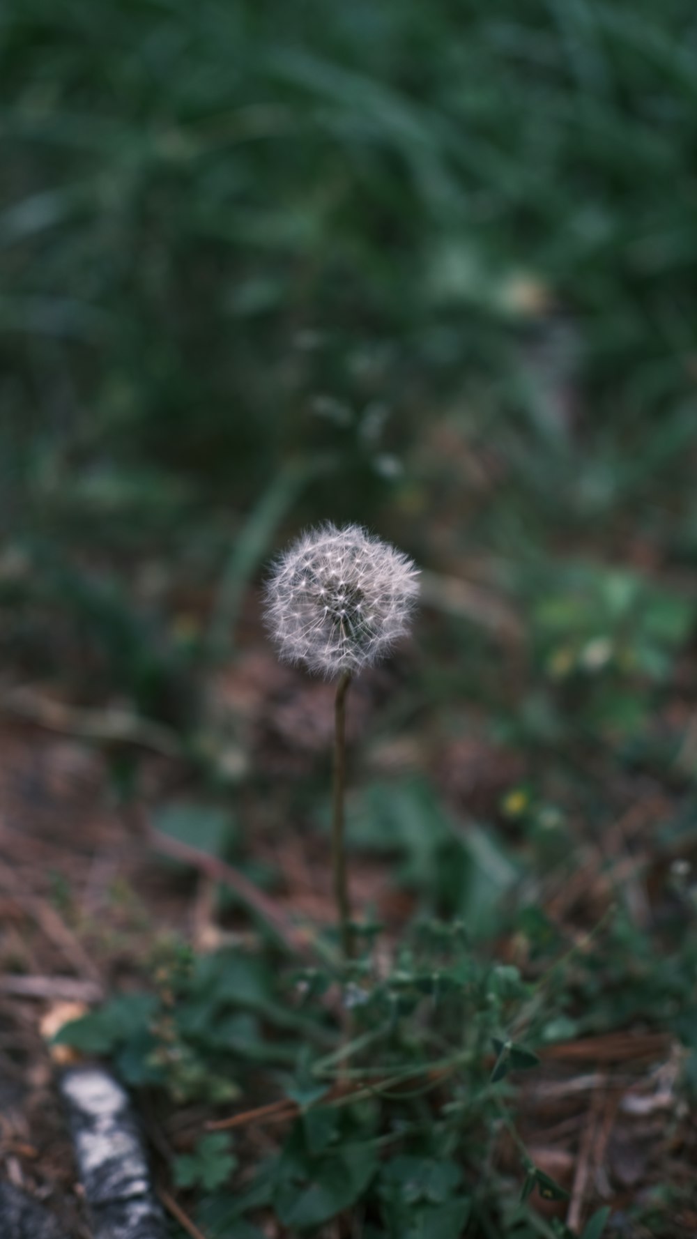 a dandelion in the middle of a field