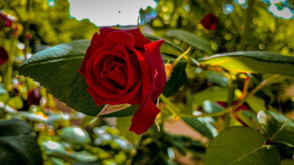 a single red rose with green leaves in the foreground