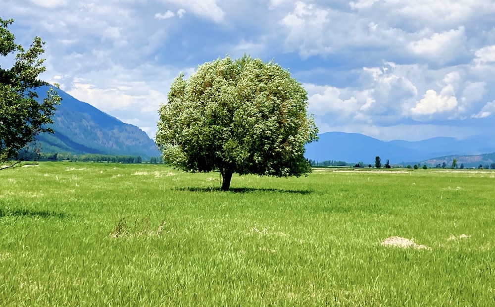 two trees in a field with mountains in the background