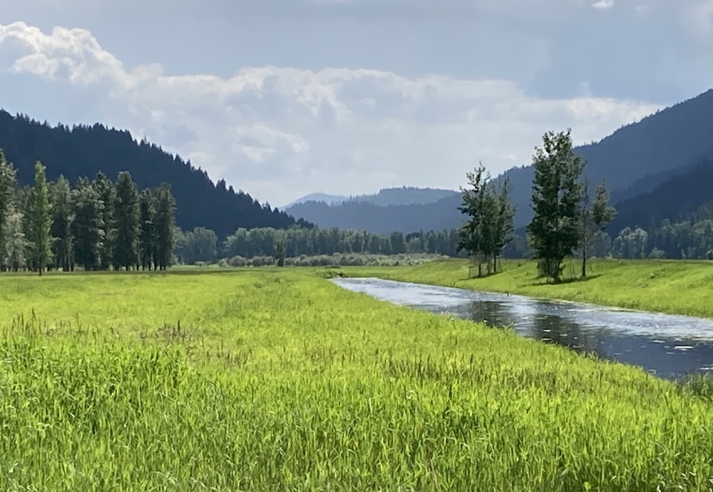 a river running through a lush green field
