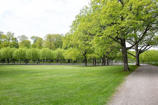 A lush green park landscape featuring a wide expanse of grass, with rows of evenly spaced trees in full leaf. A gravel path runs alongside the trees, winding into the distance. The sky is overcast, adding a serene ambiance to the setting.