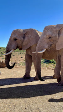 two elephants standing next to each other on a dirt field