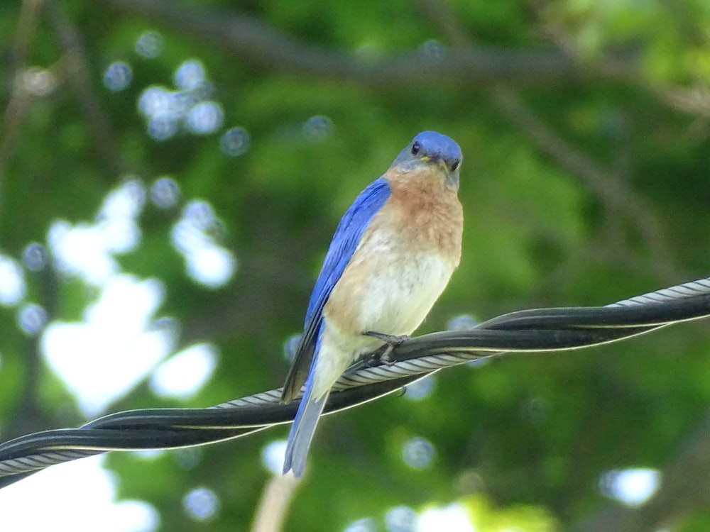 a small blue bird perched on a wire