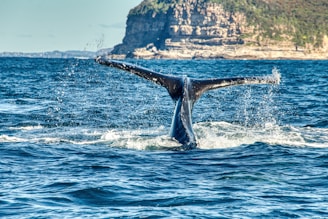 A close-up of a majestic whale tail splashing in the water during a tour.
