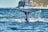 A close-up of a majestic whale tail diving into the clear blue water.