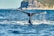 A close-up of a majestic whale tail diving into the clear blue water.