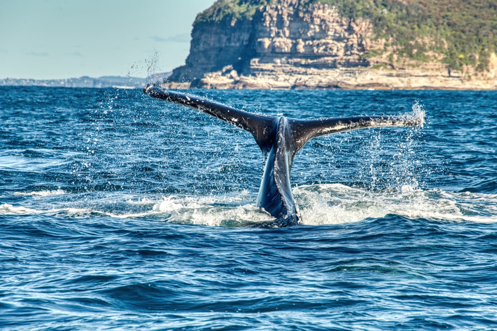 a whale tail flups out of the water