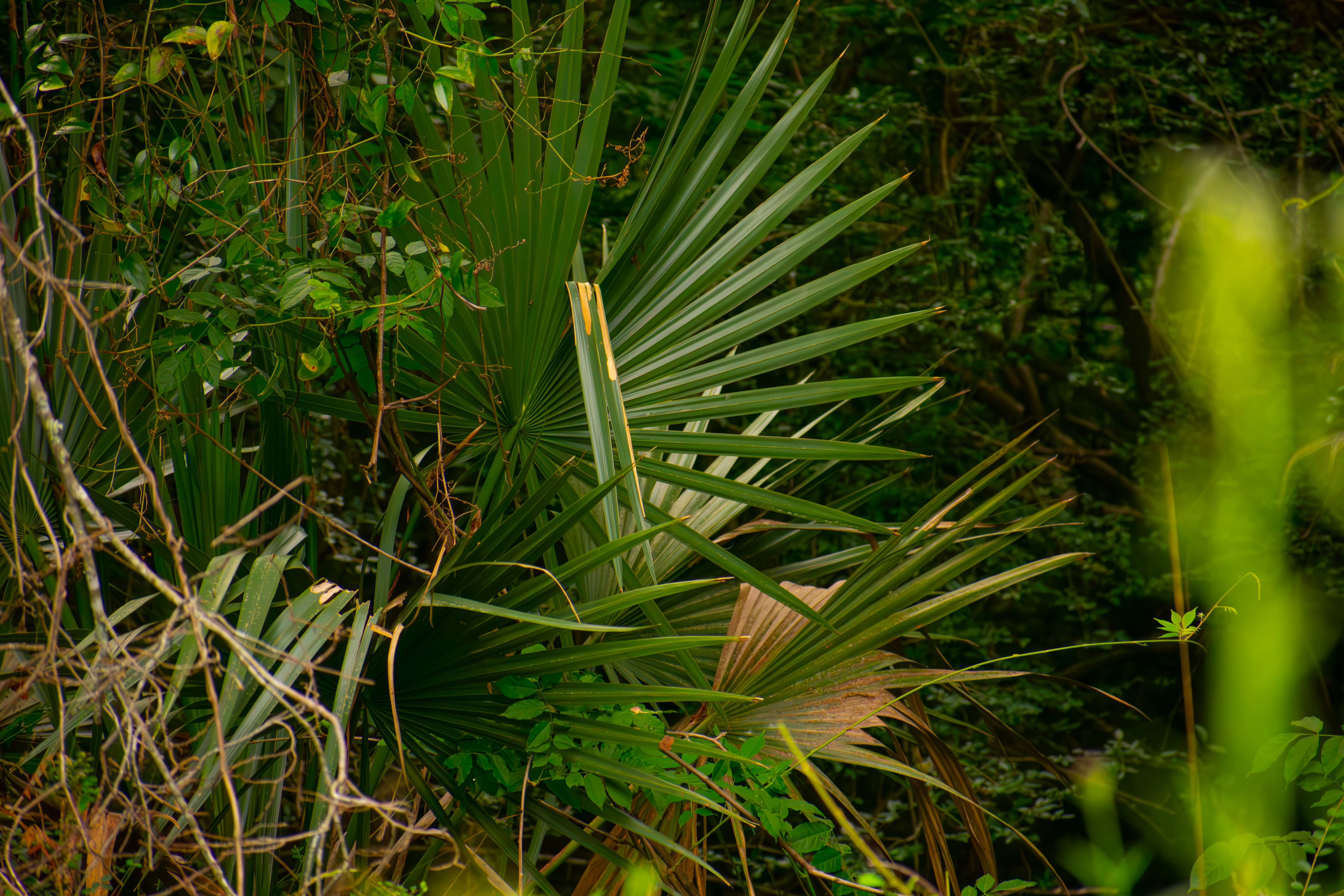 How Native Plants Create Wildlife Superhighways (image credits: unsplash)