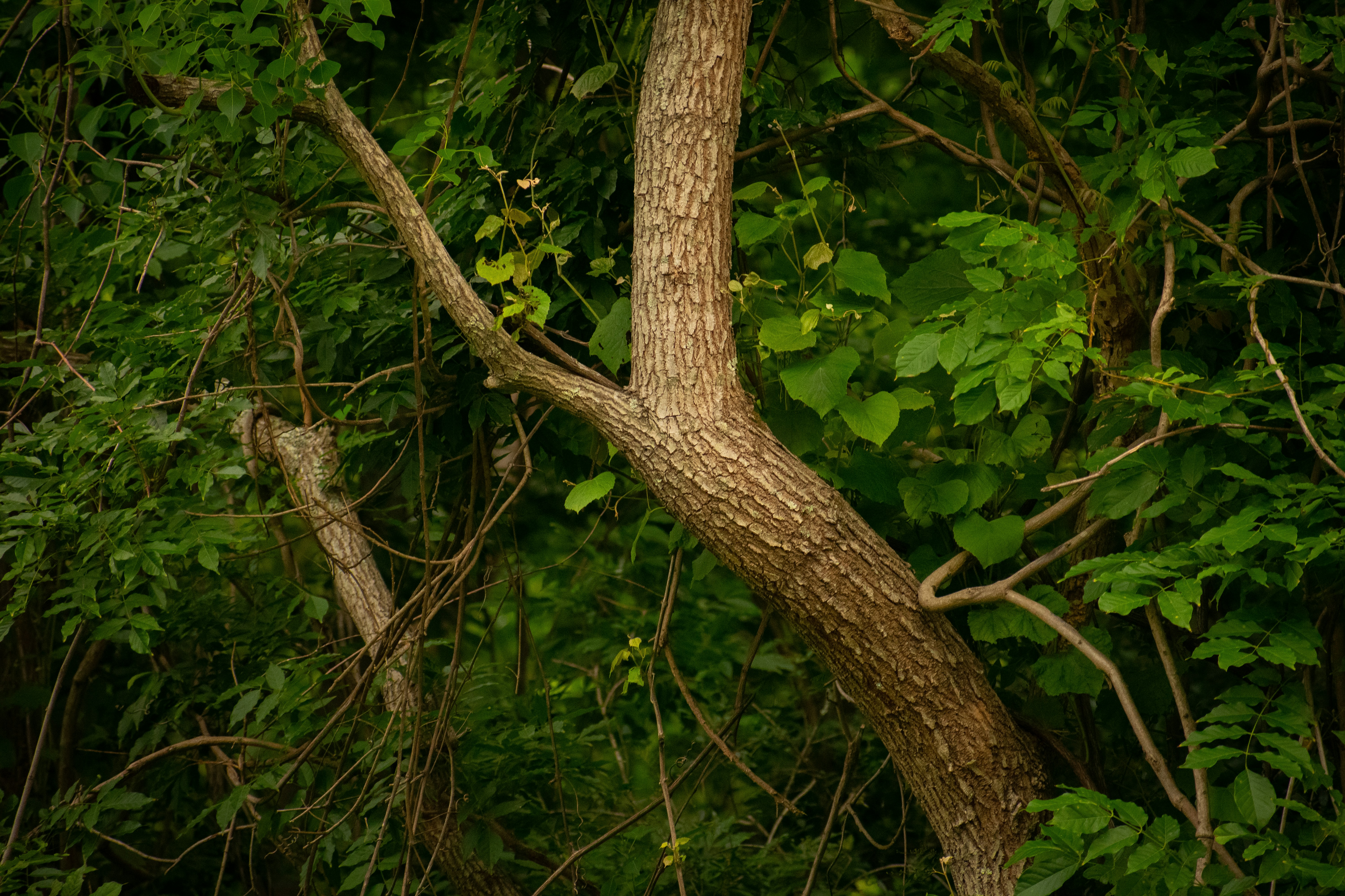 The Leading Theory: Human Manipulation of Saplings - Poland curved trunk forest