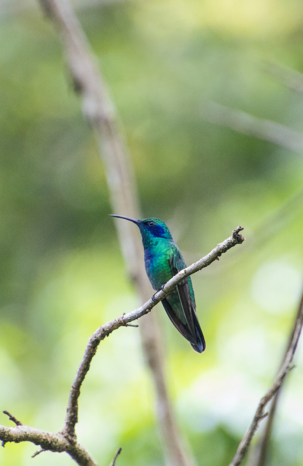 a small blue and green bird sitting on a tree branch