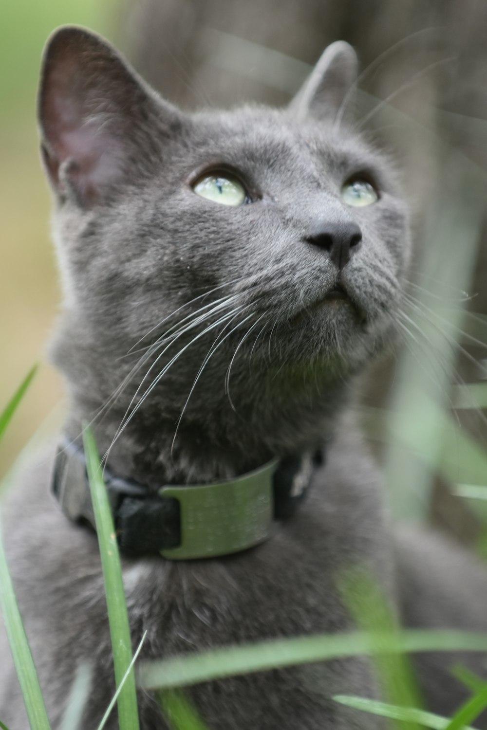 Un gatto grigio con un collare verde che guarda in alto