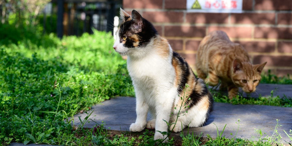 a calico cat sitting in the grass next to another cat