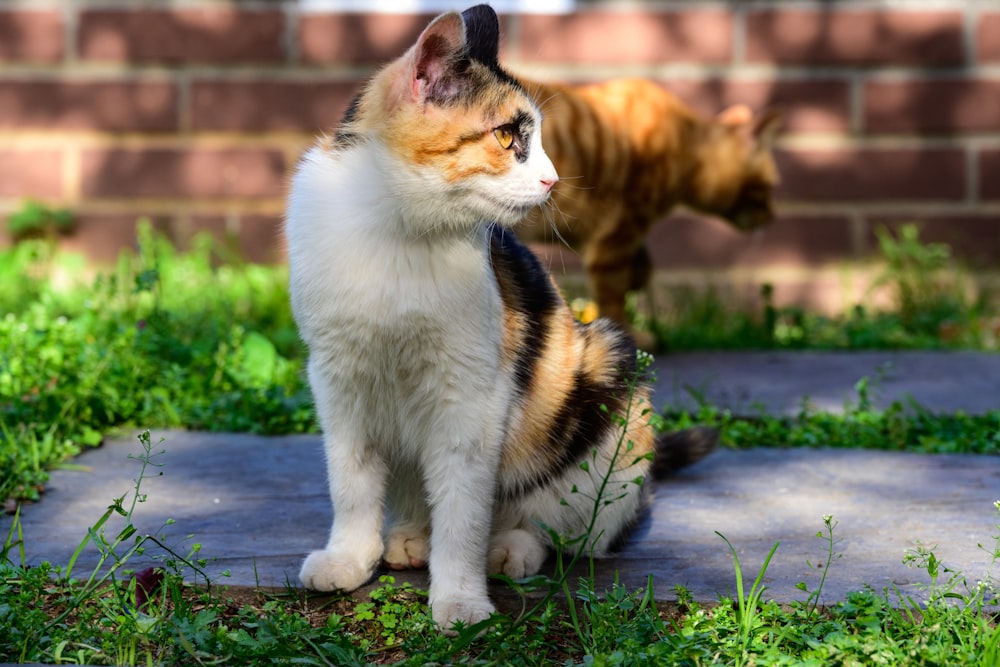 a cat sitting in the grass next to another cat