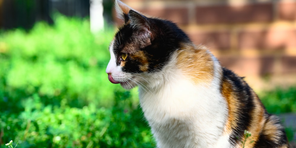 a calico cat sitting in the grass outside