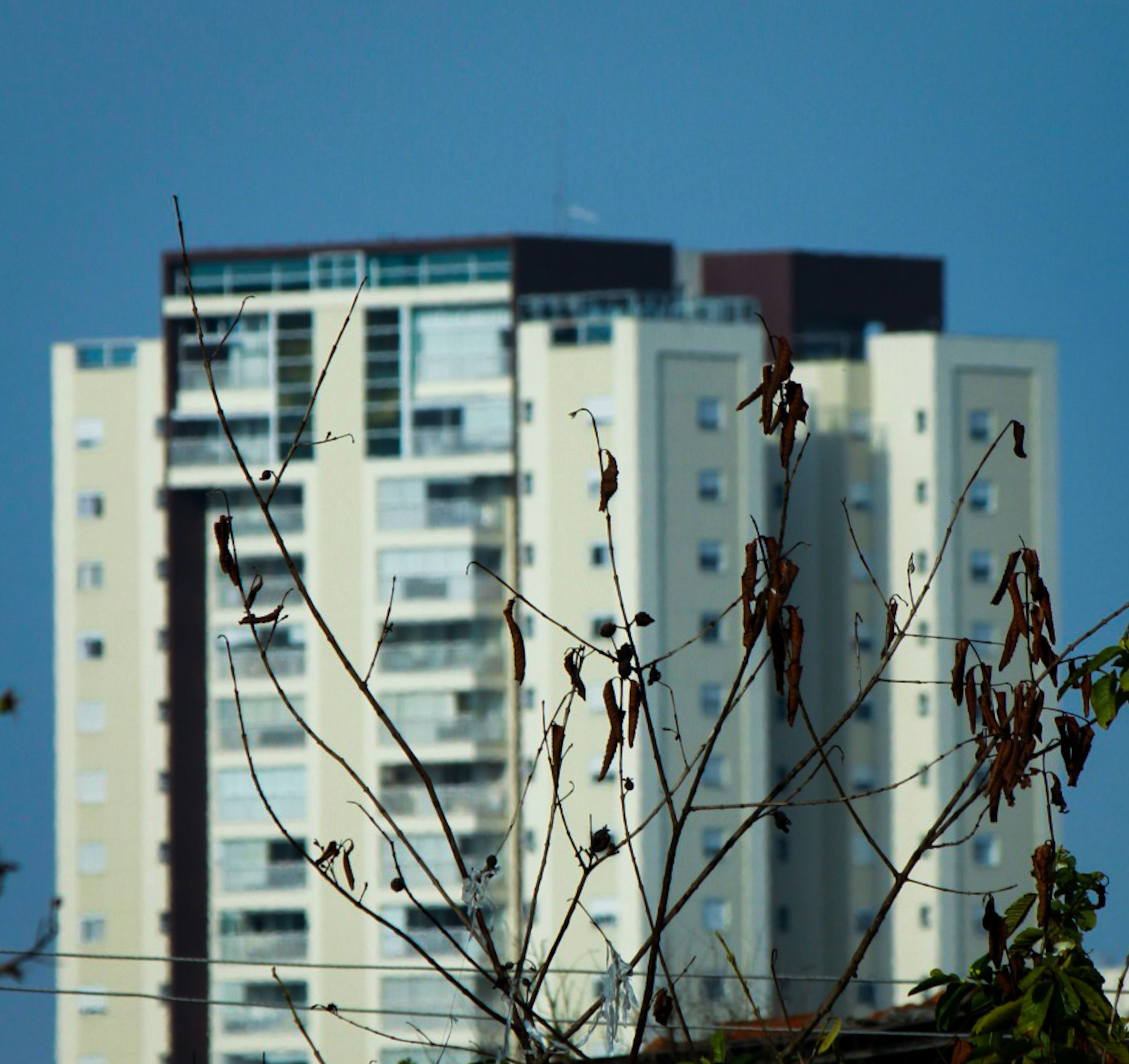 A tall building behind a tree in front of a blue sky photo – Free ...