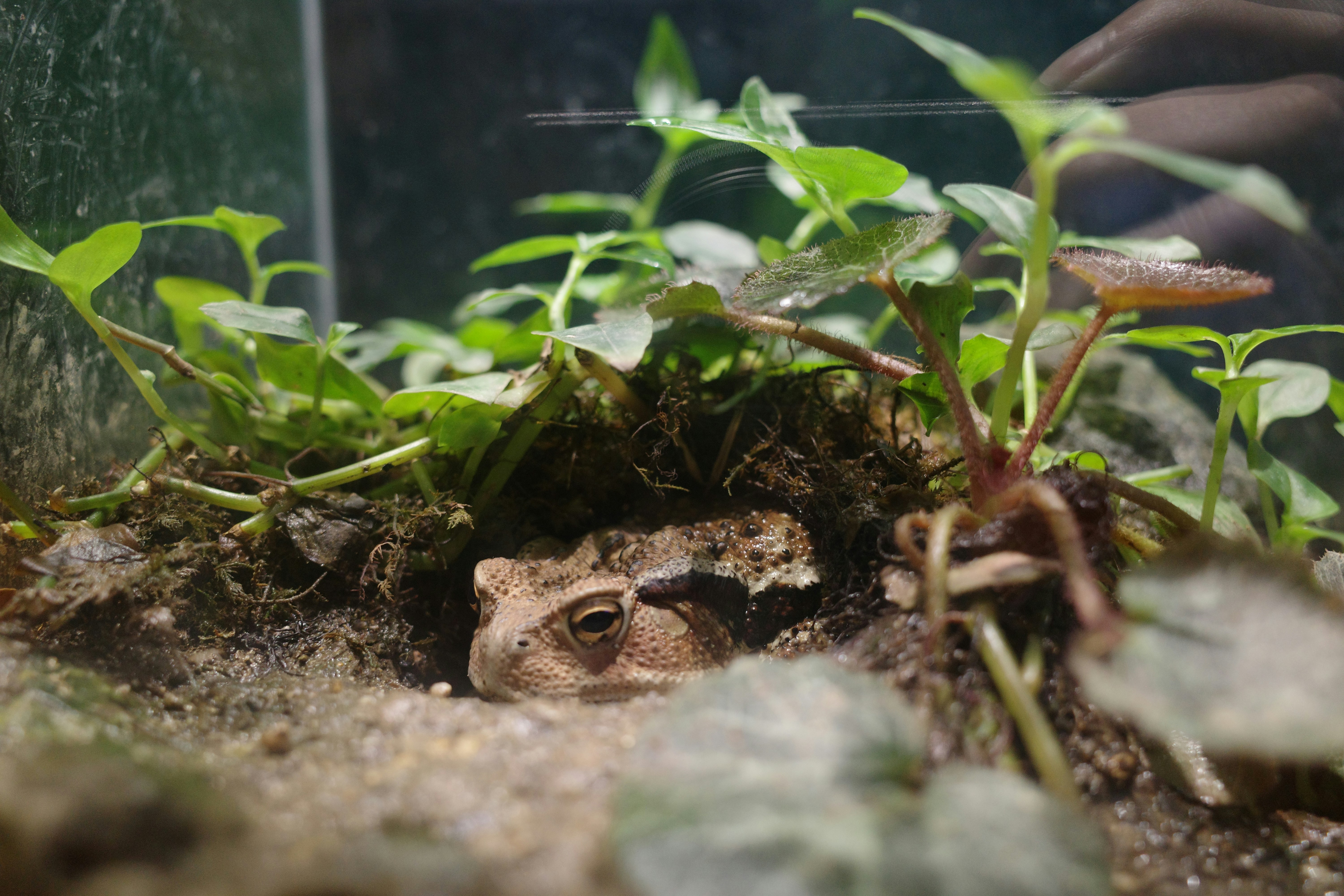 Happy reptile enjoying its perfect habitat
