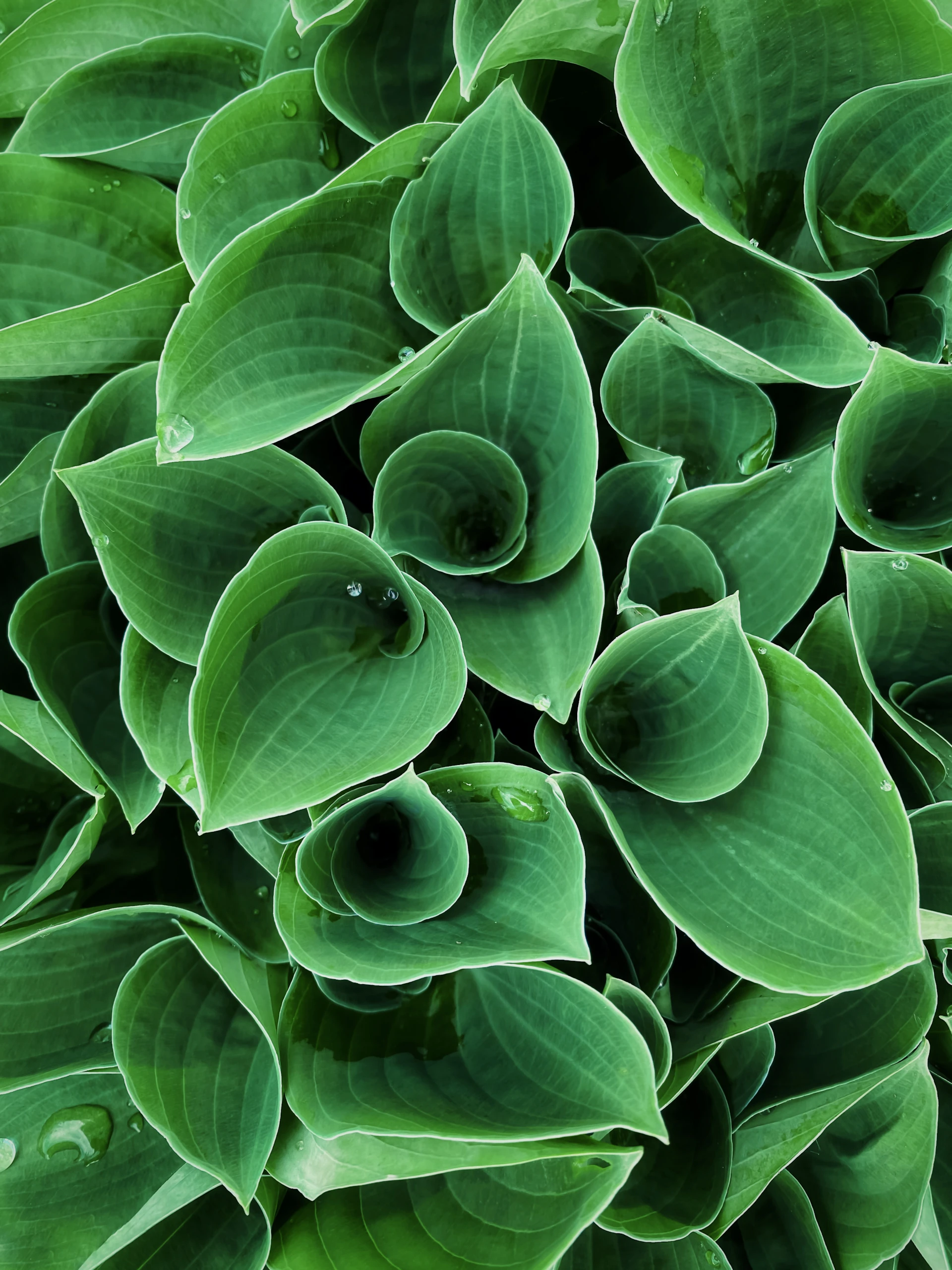 A vibrant close-up shot of natural textures, highlighting intricate details of leaves glistening with morning dew.