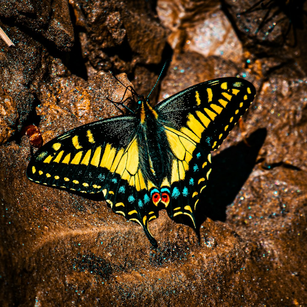 a yellow and black butterfly sitting on a rock