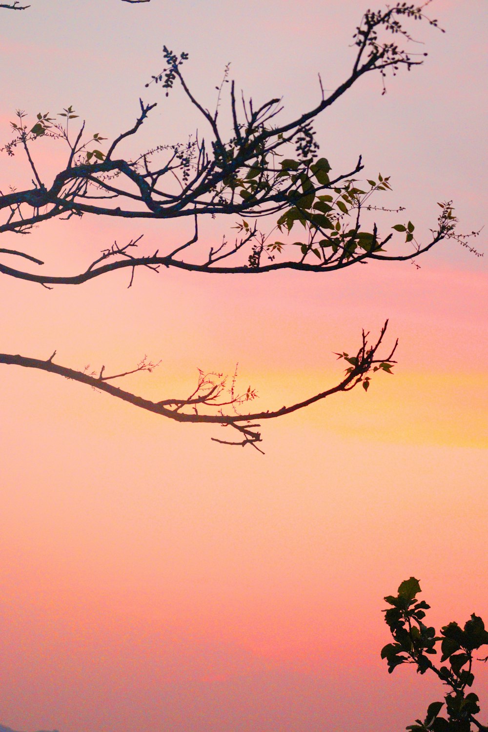a bird is perched on a tree branch as the sun sets