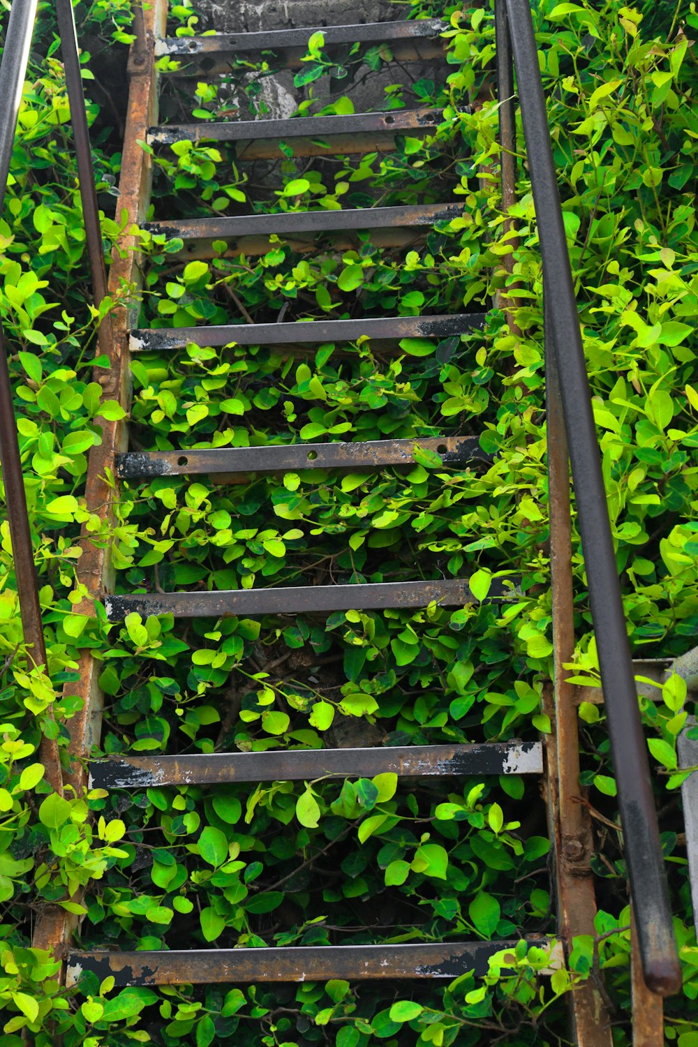 an old ladder is covered with green plants