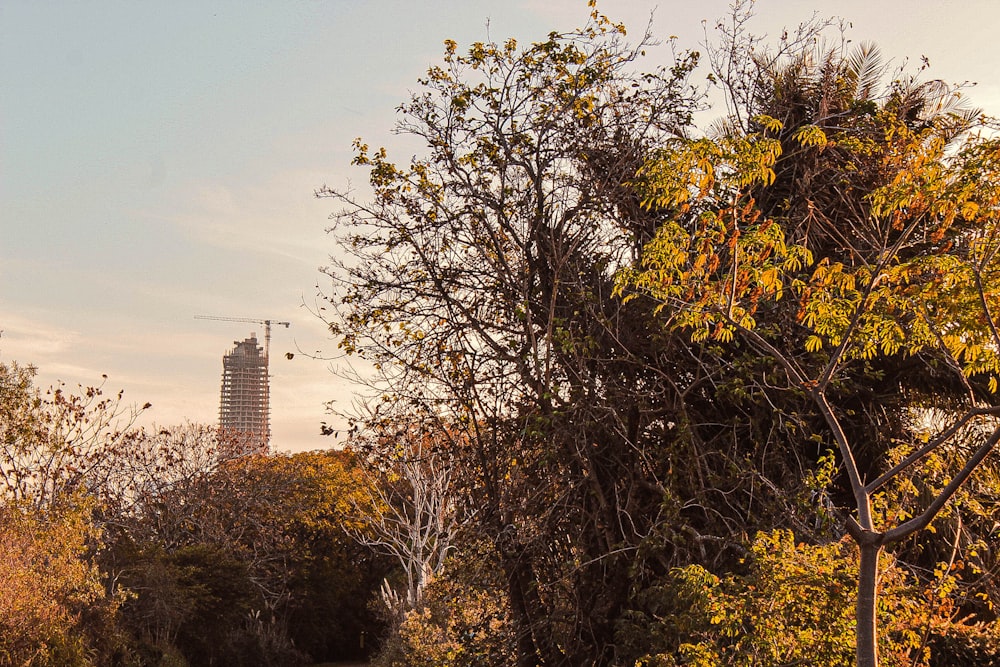 a view of a park with trees and a clock tower in the background