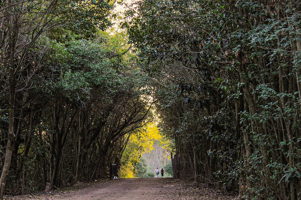 a dirt road surrounded by trees and leaves