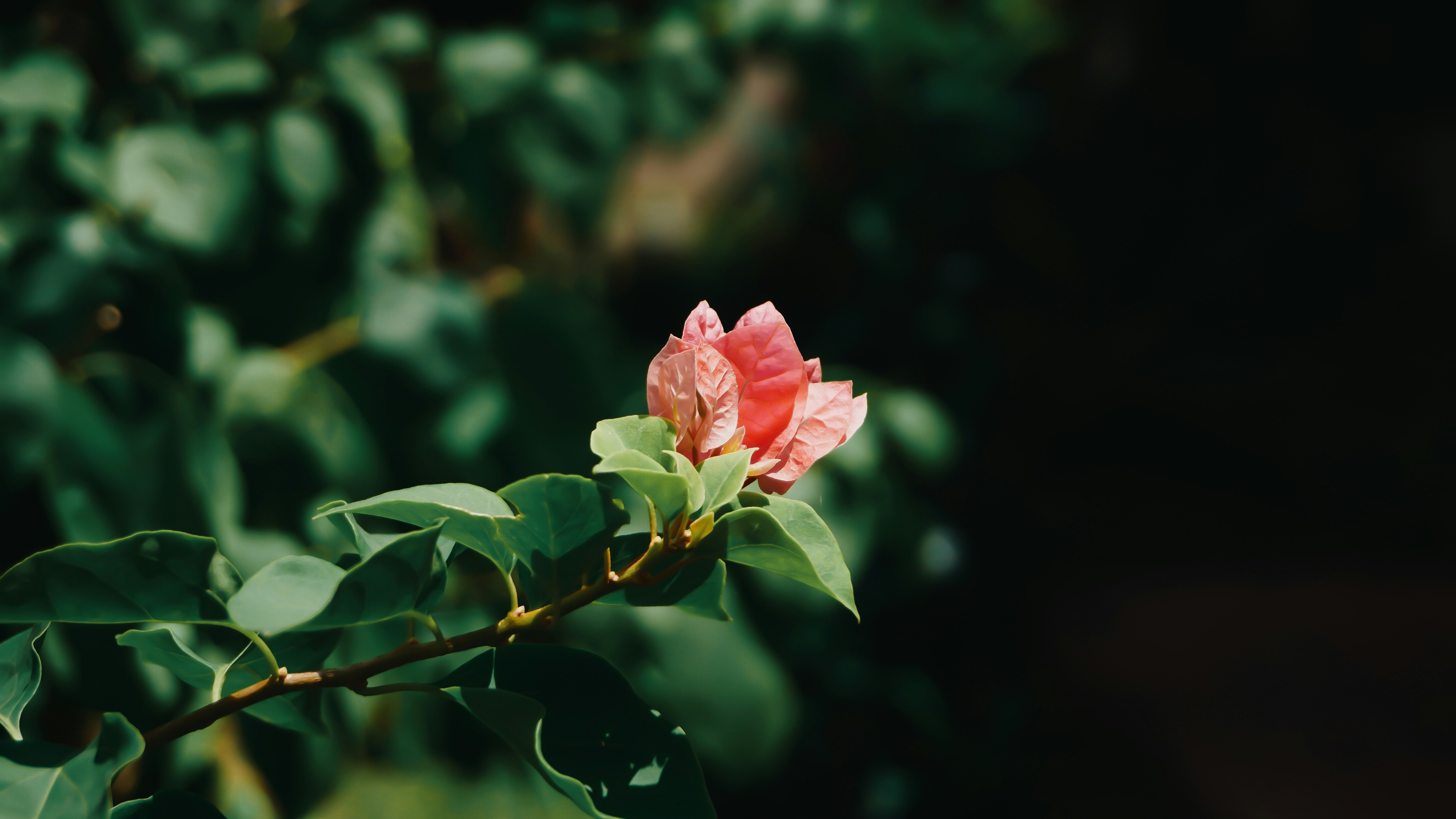 Photo by thaprobanana