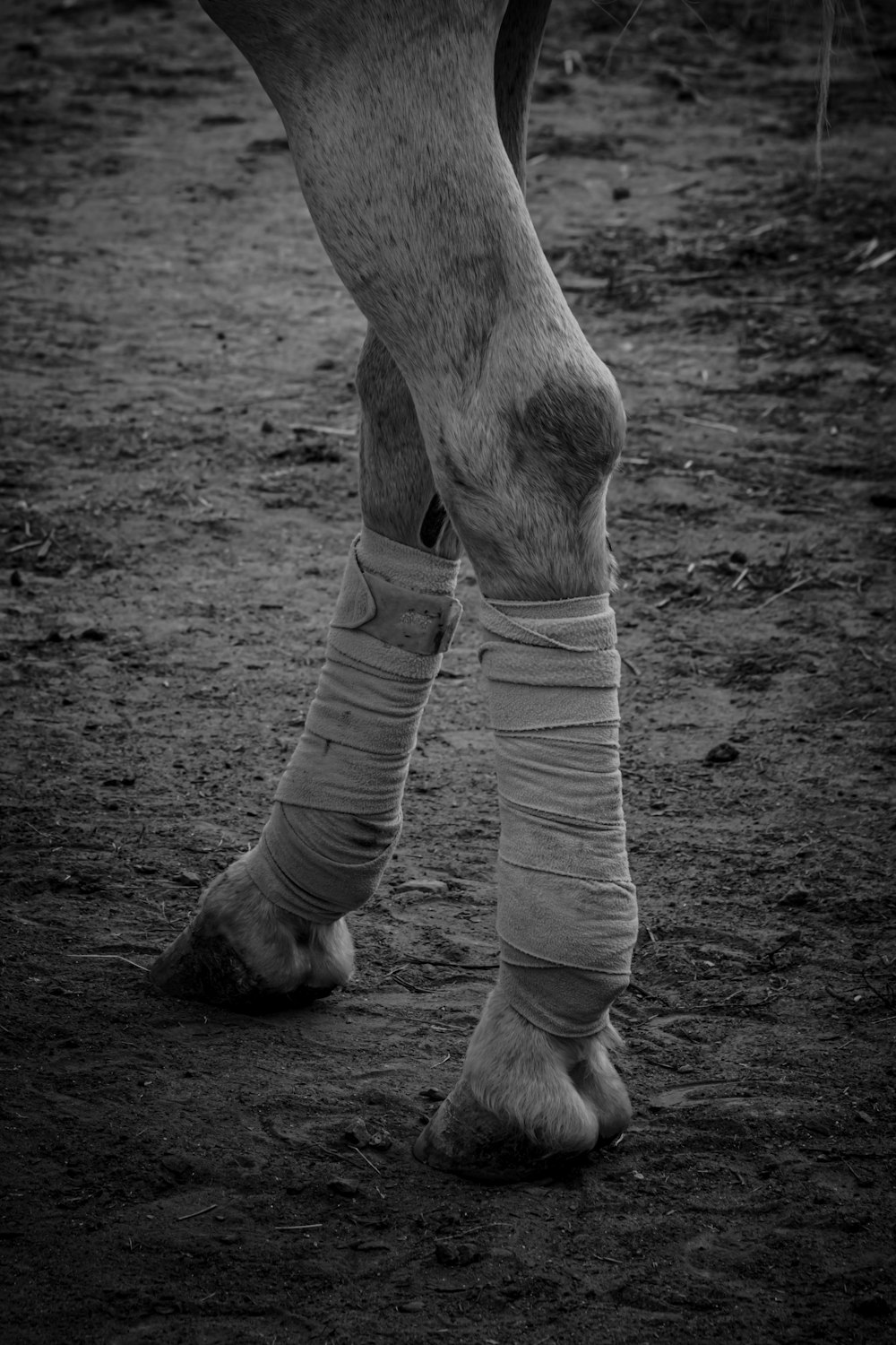 a black and white photo of a horse's leg with bandages on it