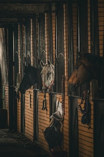 A row of stables with horses peeking their heads out of their stalls. The corridor is dimly lit with a rustic and cozy ambiance. The brick walls of the stables are visible, along with some hanging ropes and saddles.