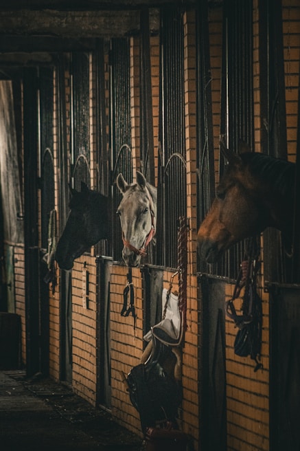 A row of stables with horses peeking their heads out of their stalls. The corridor is dimly lit with a rustic and cozy ambiance. The brick walls of the stables are visible, along with some hanging ropes and saddles.