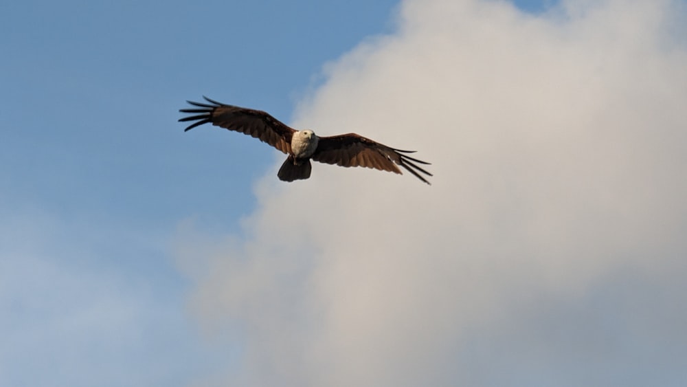 a large bird flying through a cloudy blue sky