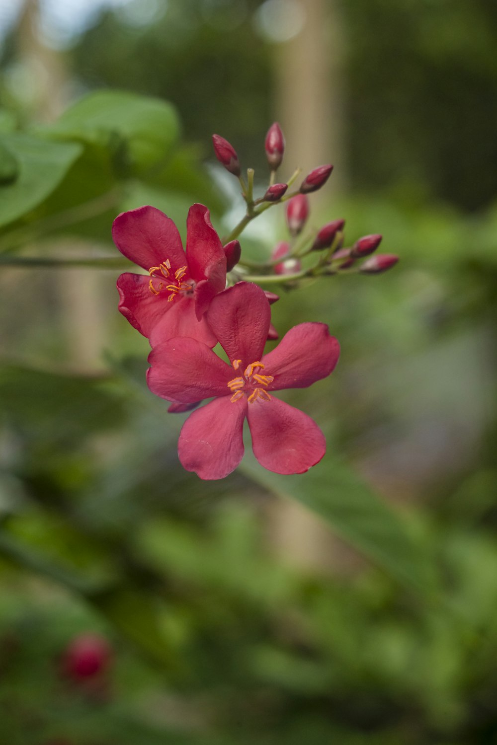 Un primer plano de una flor roja en una planta