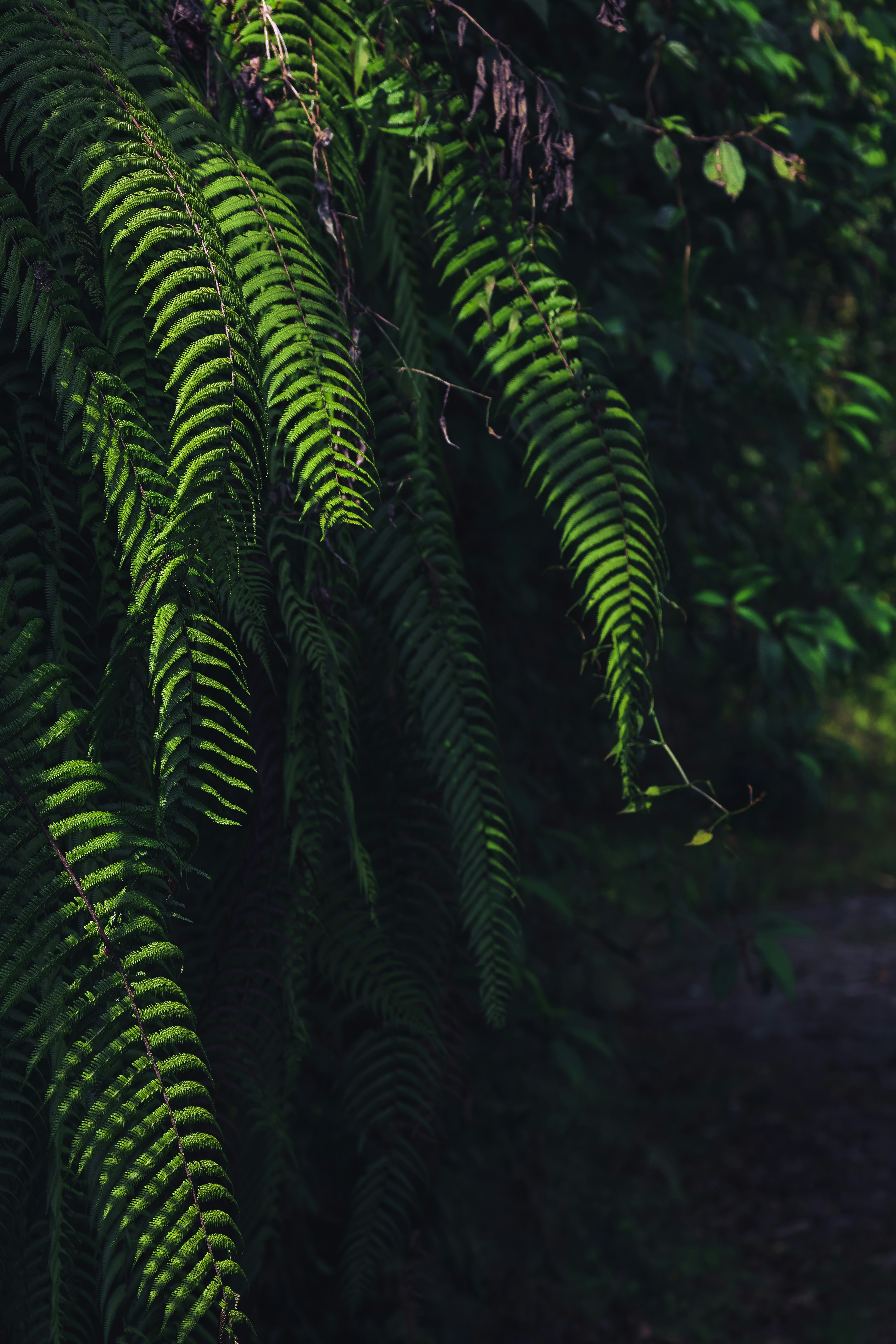 Photo by dhruvinpandya4