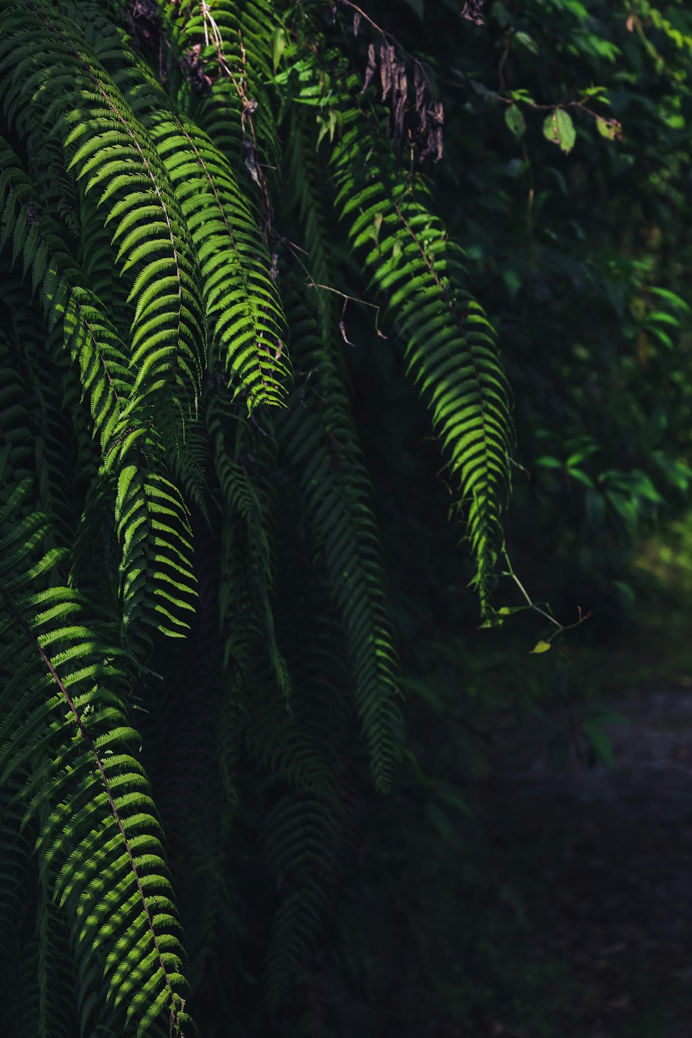 uma floresta verde exuberante cheia de muitas folhas