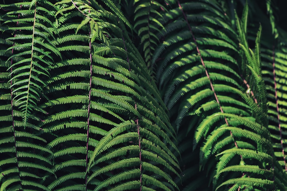 um close up de uma planta verde com muitas folhas