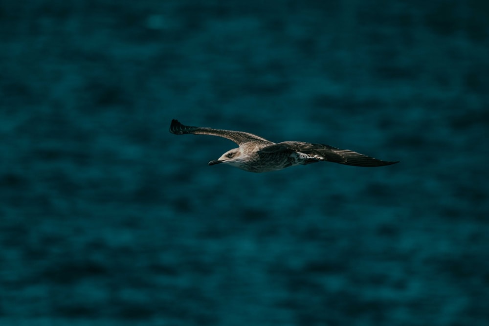 a bird flying over a body of water