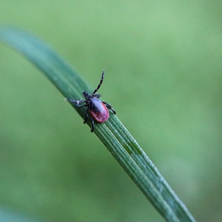a bug that is sitting on a leaf
