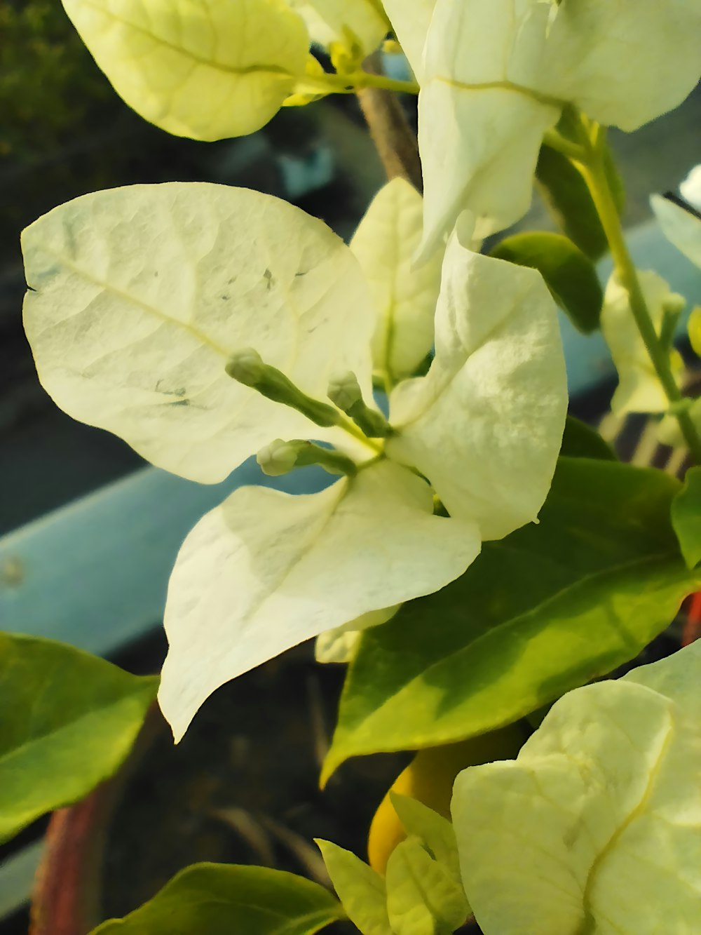 a close up of a plant with white flowers