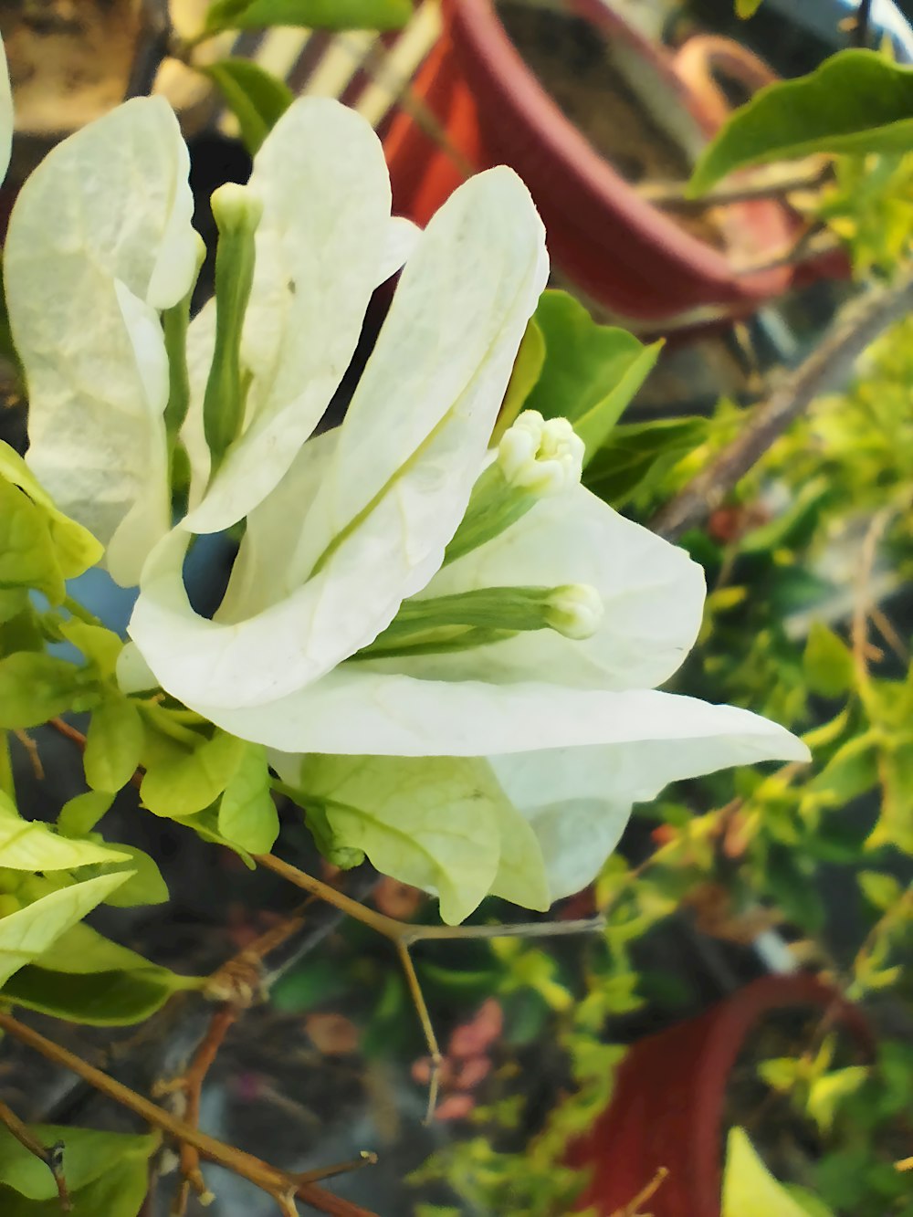 a close up of a white flower on a plant