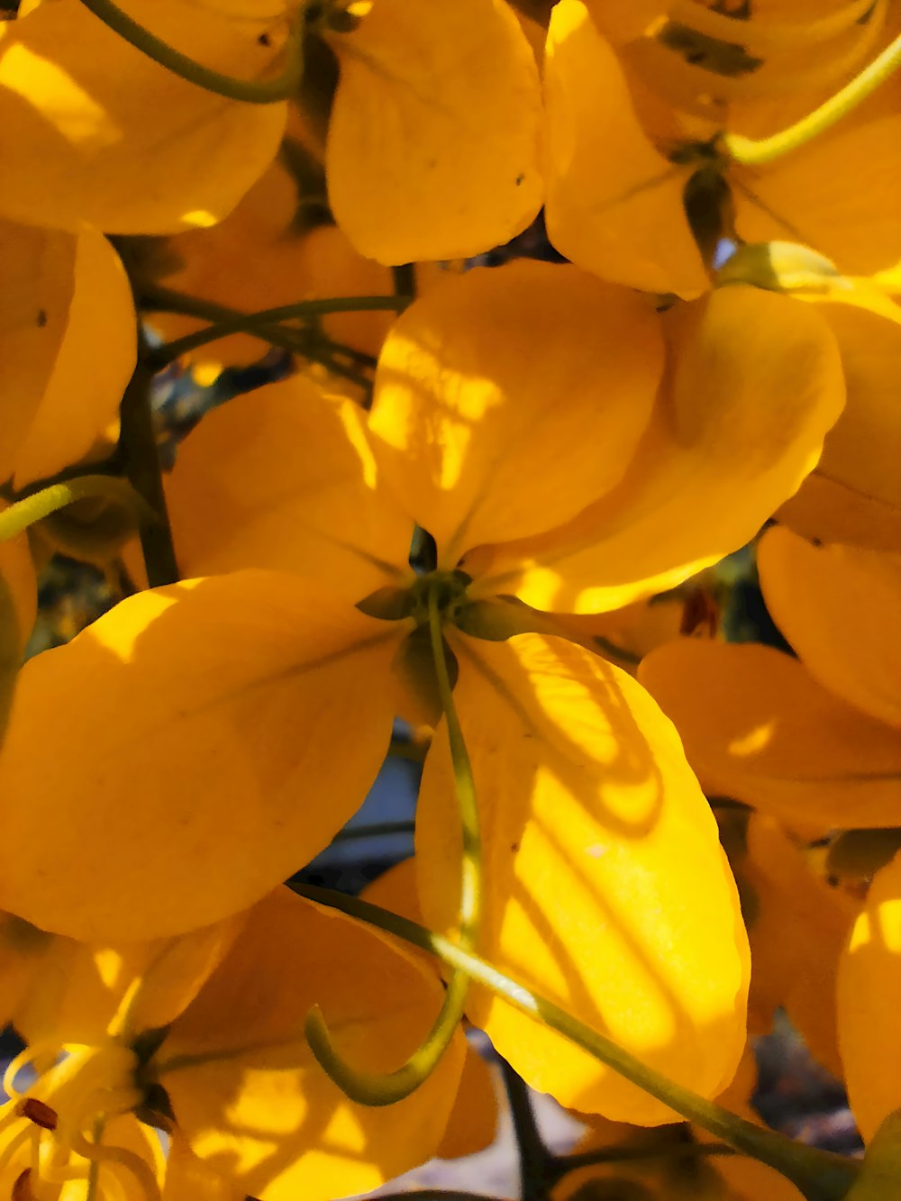 a bunch of yellow flowers with green stems